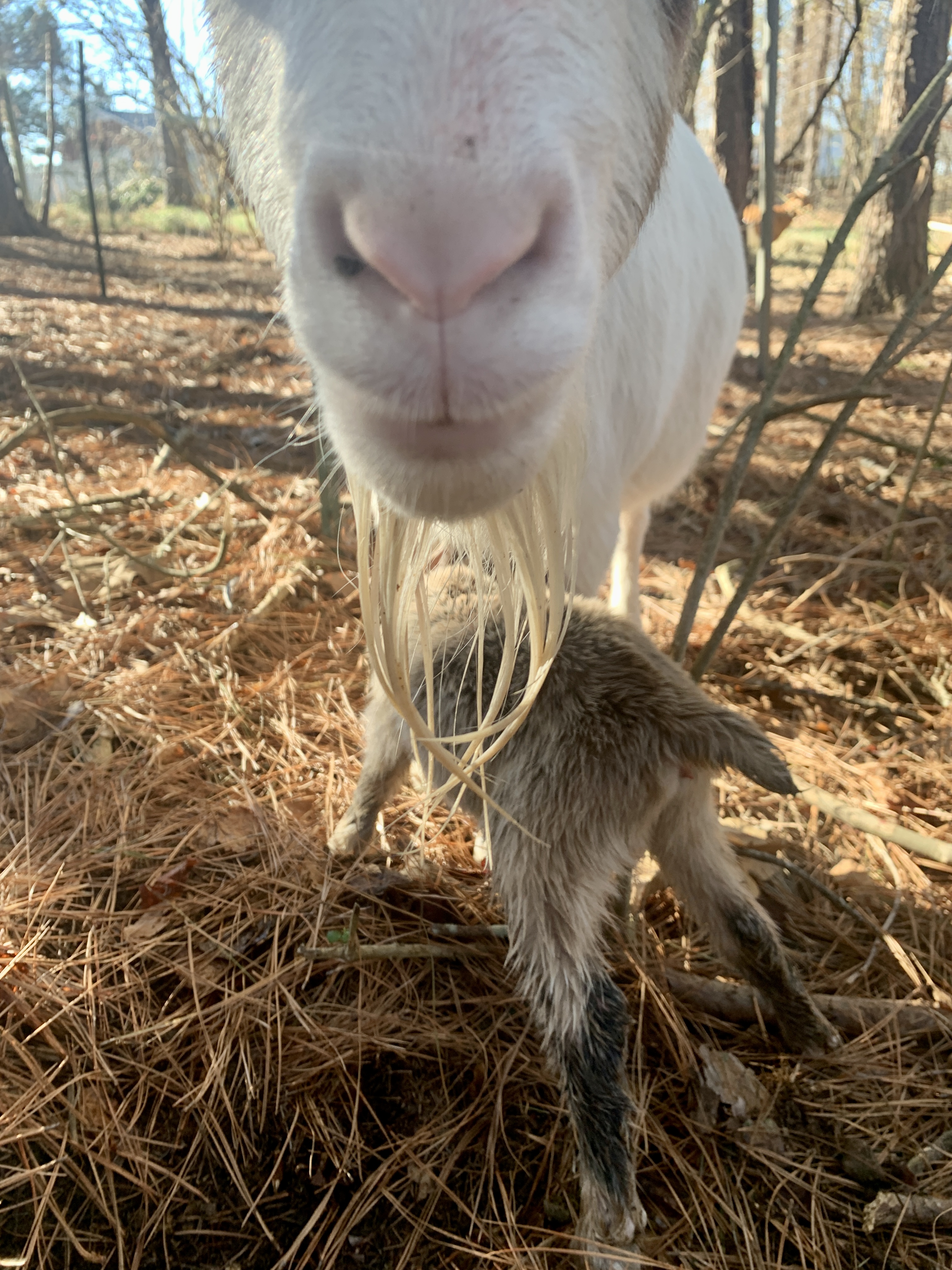 Baby Goats